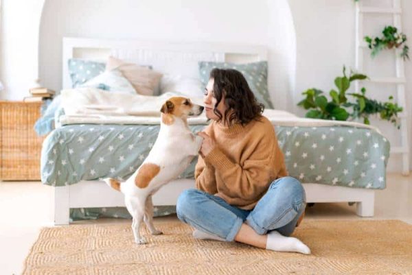 owner playing with jack russell terrier dog at home