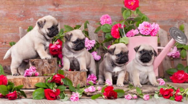 pug puppies with flowers