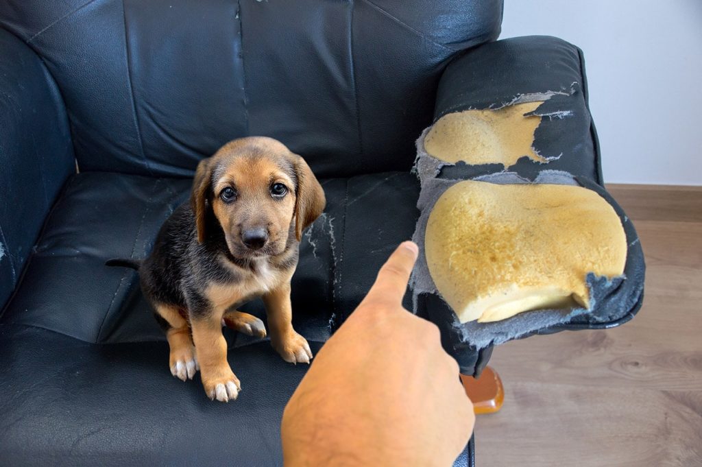 puppy scolded for chewing sofa