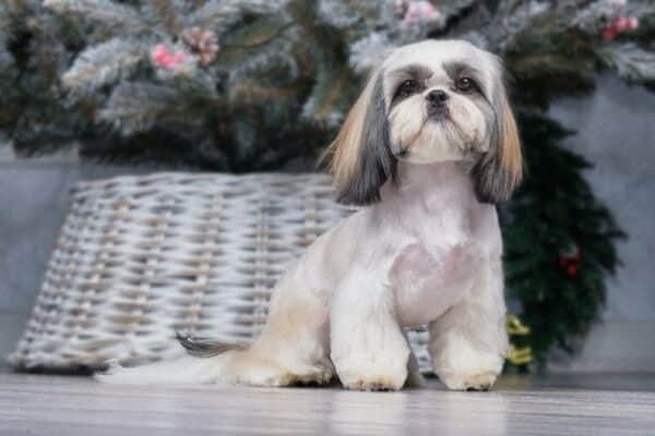 shih tzu with cone paws
