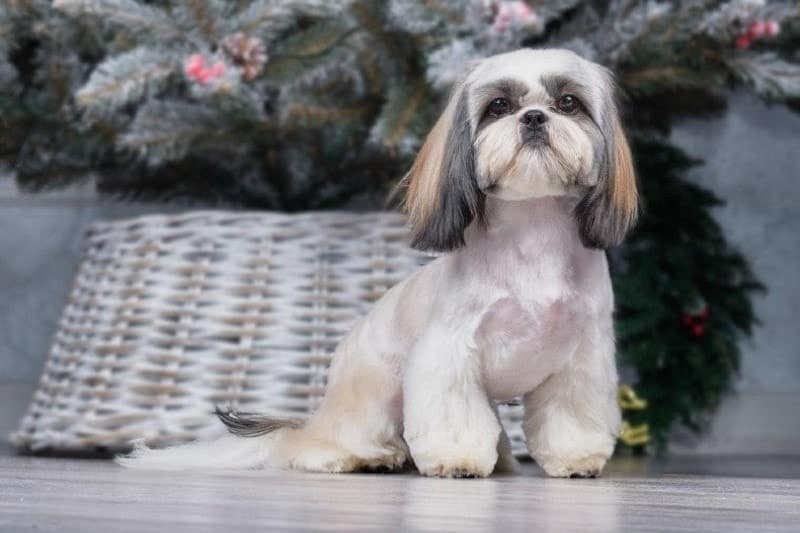 shih tzu with cone paws