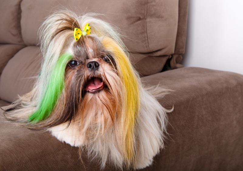 small dog with painted or dyed hair