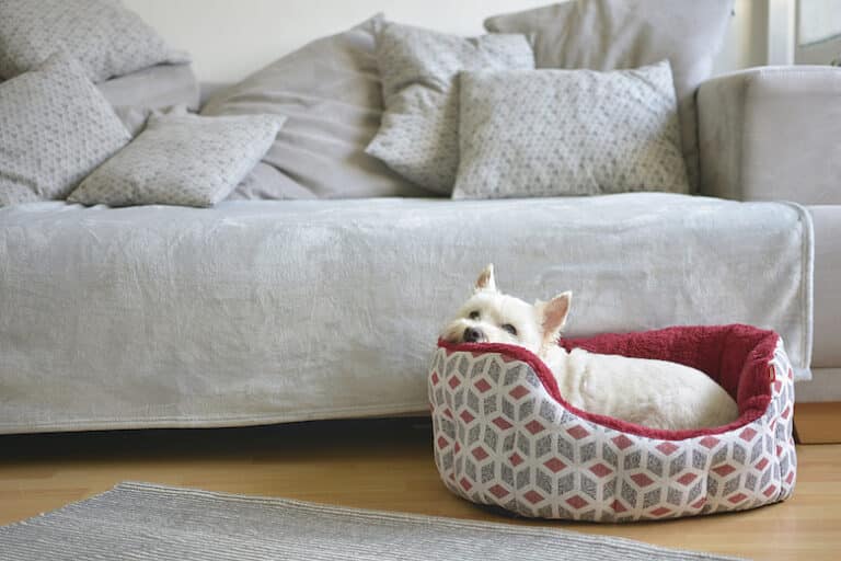 how do you clean a dog bed