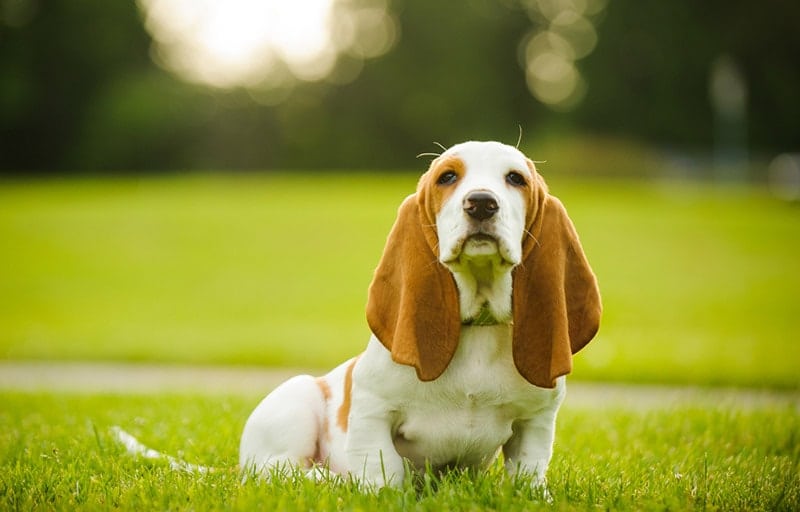 basset hound puppy sitting at the park