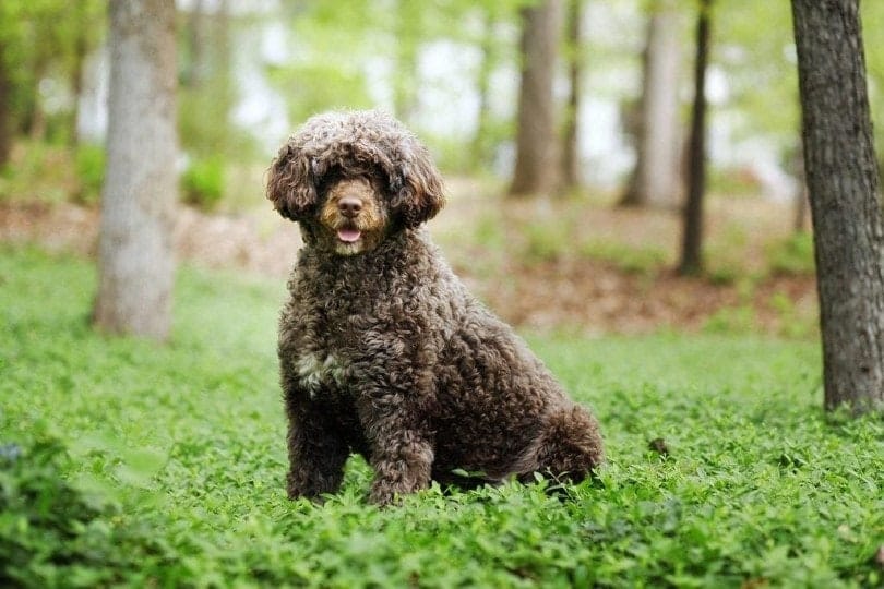 portuguese water dog in the forest