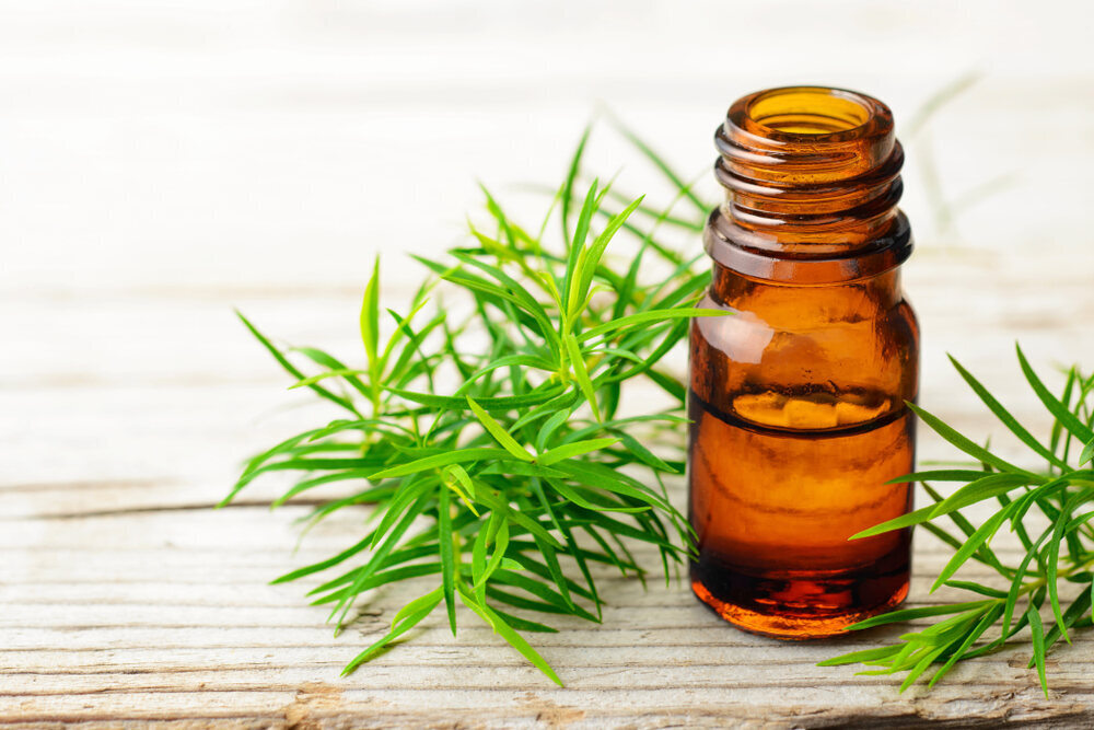 fresh tea tree twig and essential oil on the wooden board