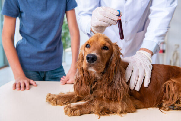 dog getting a blood test at vet