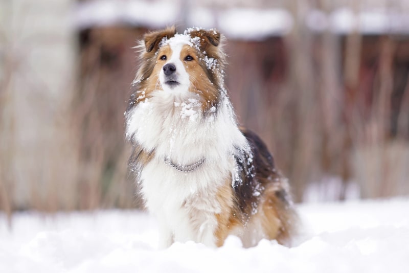 sheltie dog in the snow
