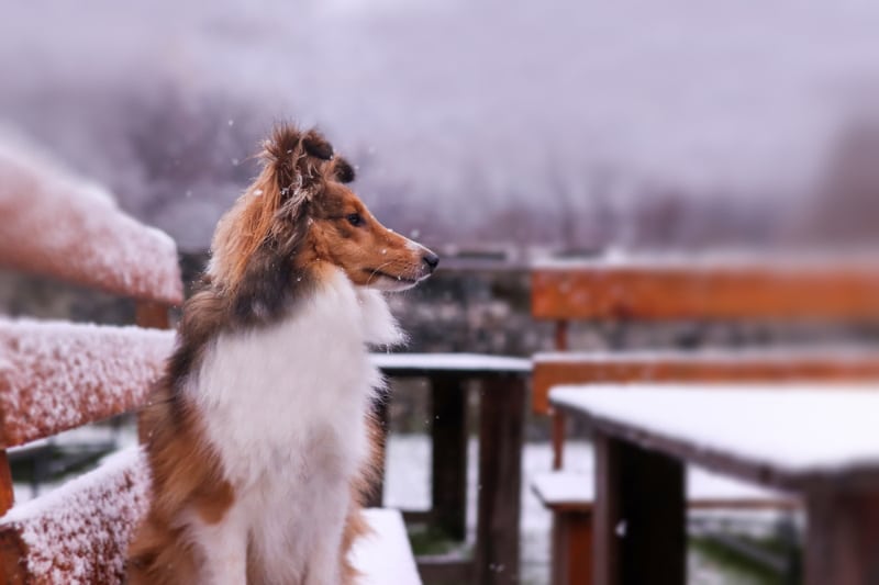shetland sheepdog sitting on a bench outdoor in snow