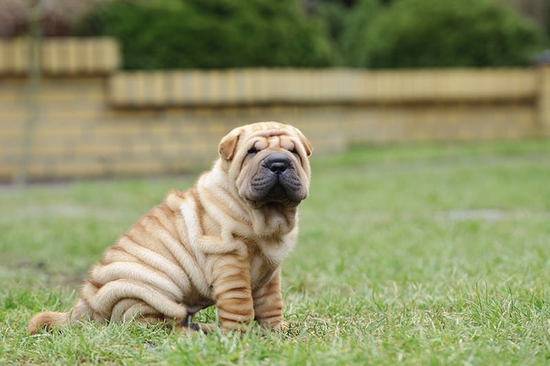 Chinese Shar pei puppy portrait at garden