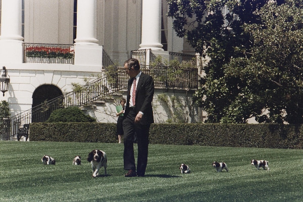 President George H.W. Bush (41) walks on the South Lawn of the White House, followed by Millie and her puppies in 1989.