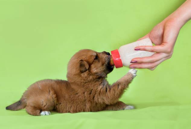 Labrador Puppy drinking Milk in the bottle