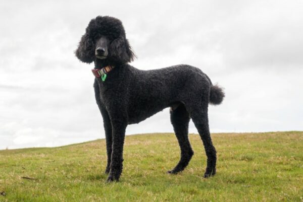 black standard poodle dog standing on grass
