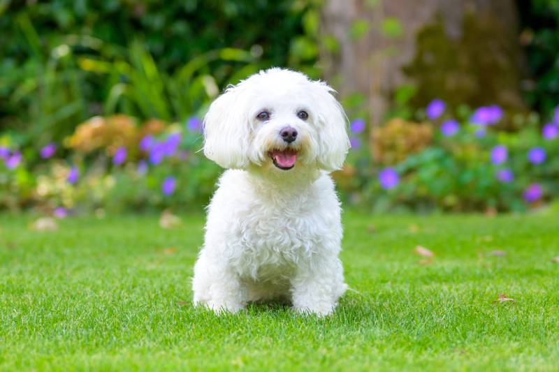 close up of a cute little fluffy white havanese dog in a lush green garden