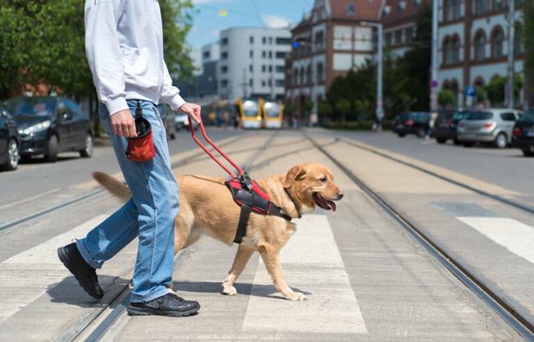 10 Fascinating Facts About Guide Dogs (Vet-Approved) – Dogster