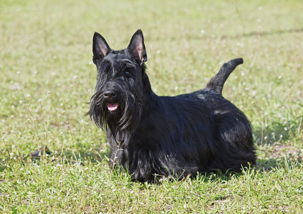 black Scottish terrier on grass