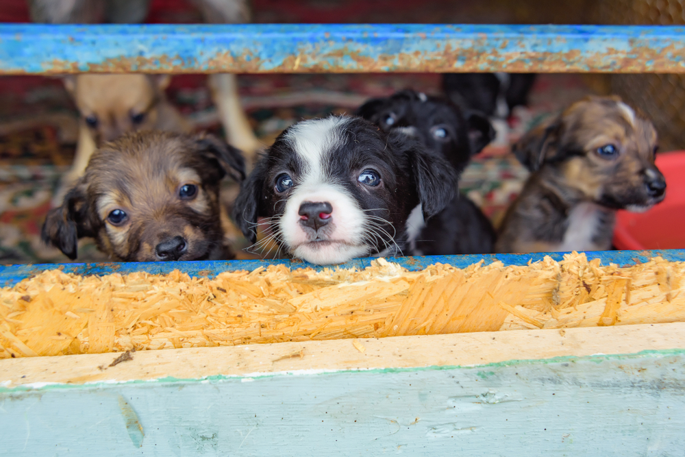 Stray puppies in a cage. Dog shelter