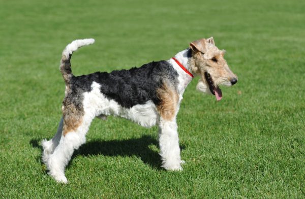 Wire Fox Terrier portrait in show pose