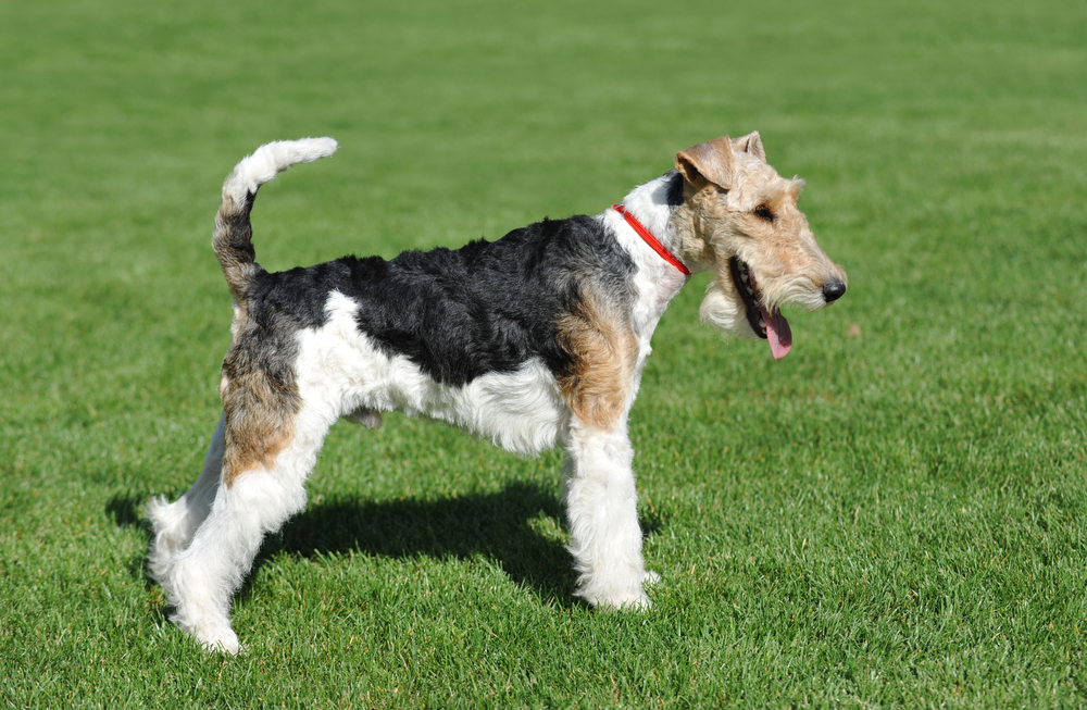 Wire Fox Terrier portrait in show pose