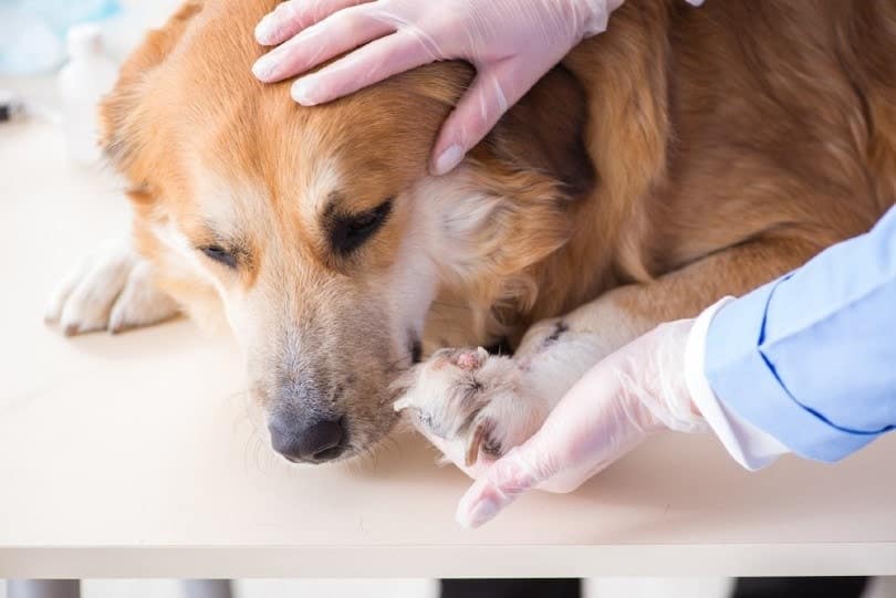 Cushing’s Disease in Dogs Our Vet Explains the Signs, Diagnosis