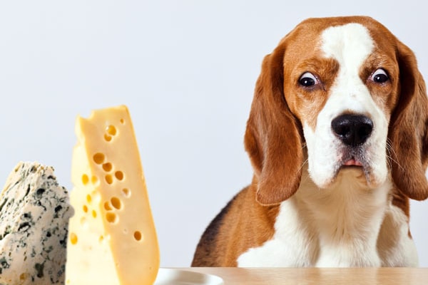 A dog looking shocked and confused about cheese.