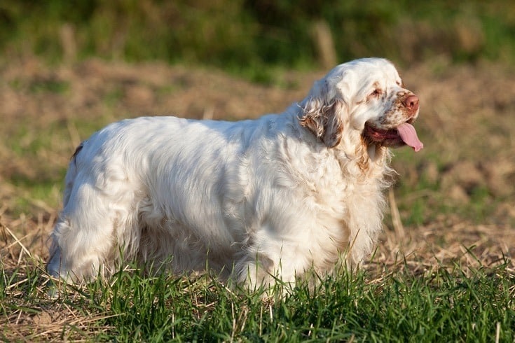 Clumber Spaniel