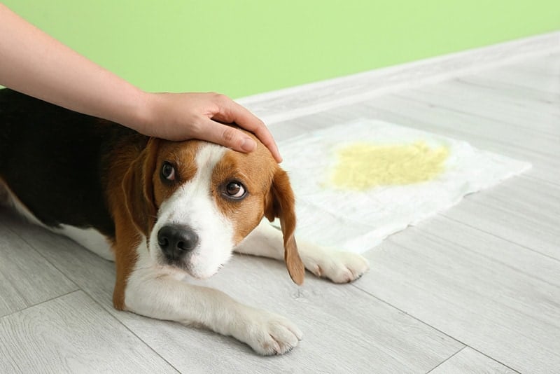 Potty Train Cute dog near underpad with wet spot on floor