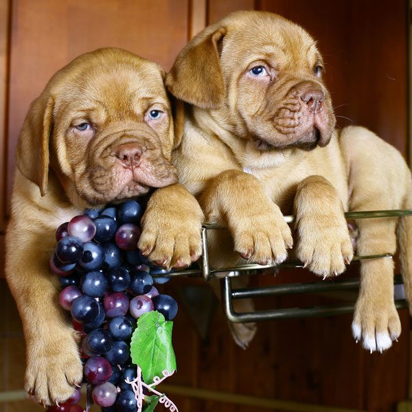 Two dogs in a grape barrel. 