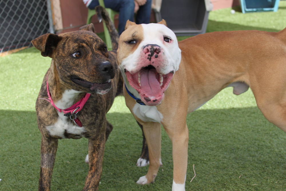 dogs playing at indoor park