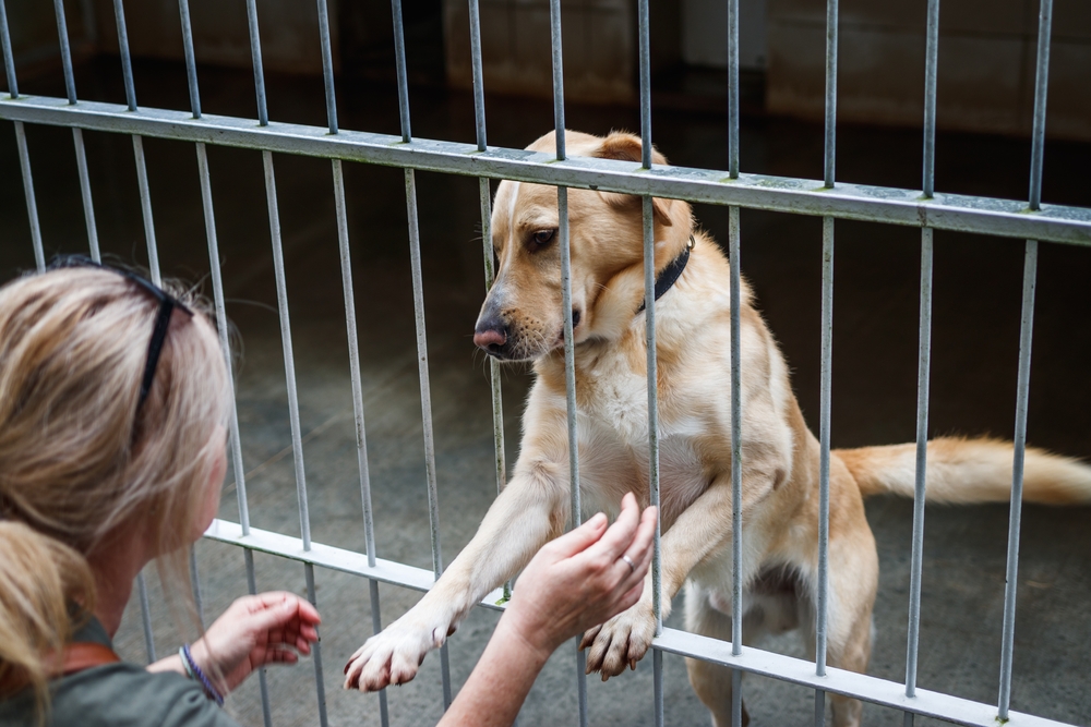 woman-choosing-retriever-in-shelter