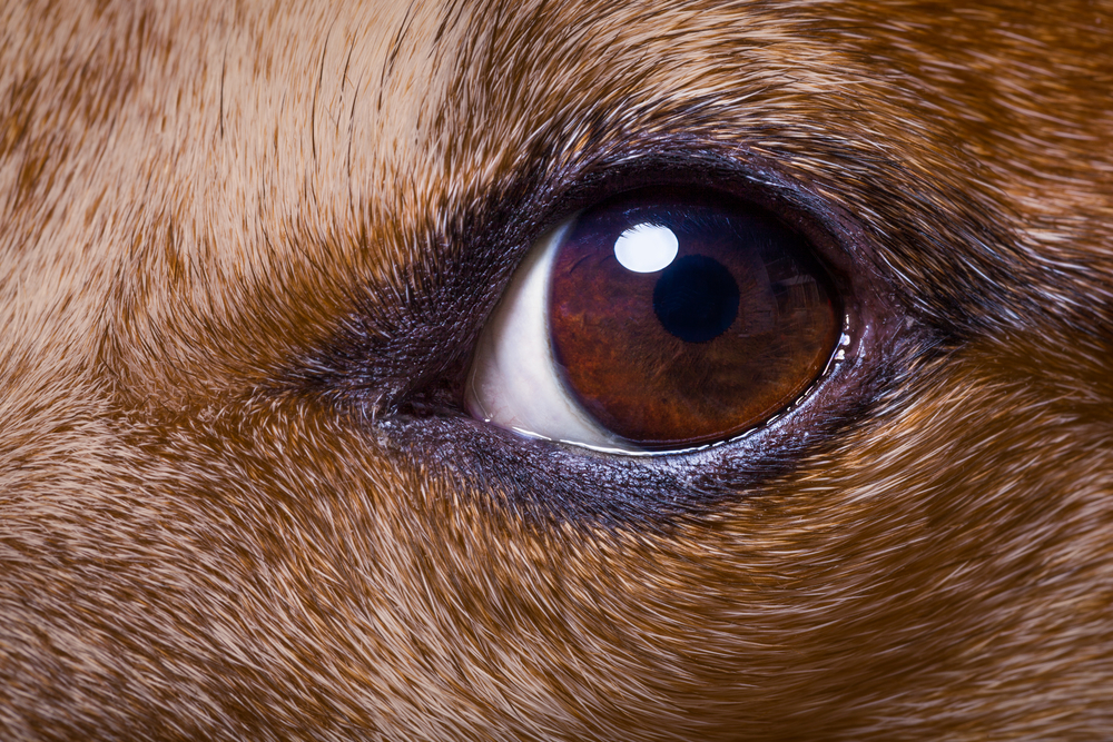 Brown dog eye close up