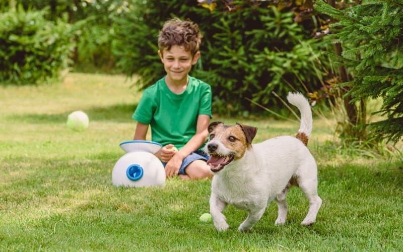 kid playing with his dog with automatic fetch toy
