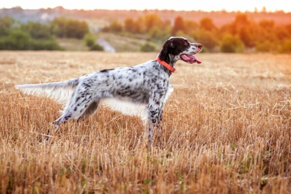 black and white English setter in a field and sunshine