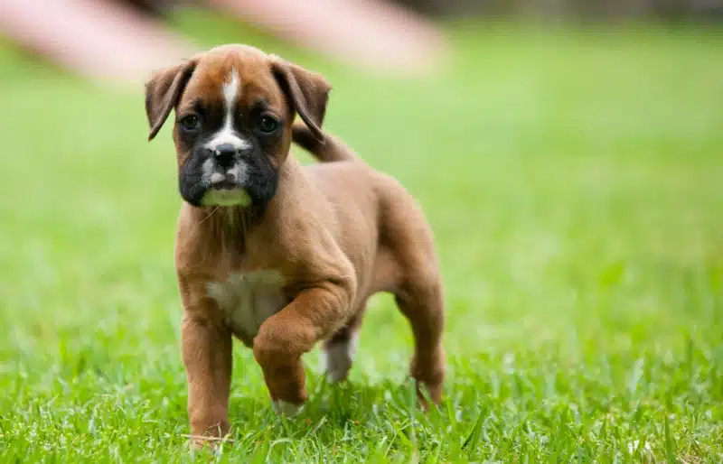 boxer puppy dog playing on the grass