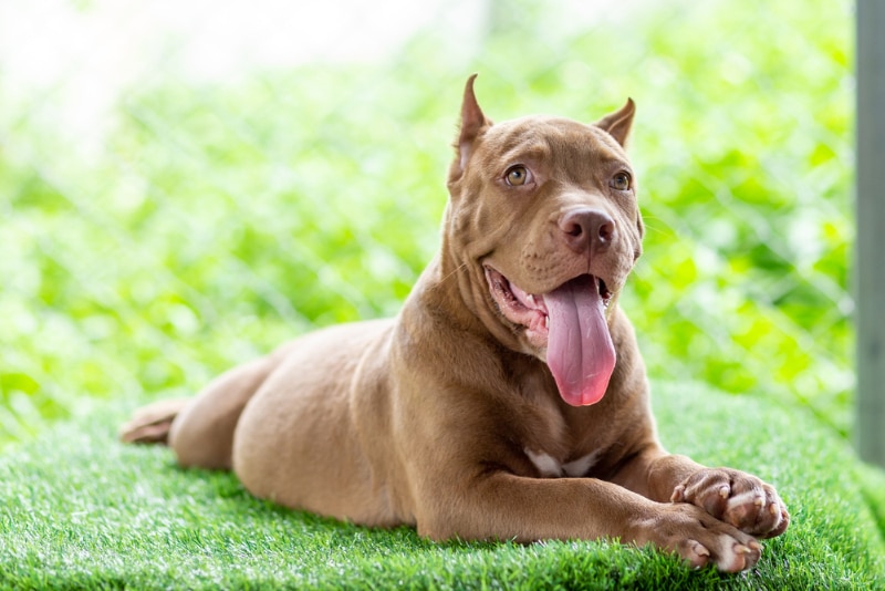 brown pitbull puppy lying on grass