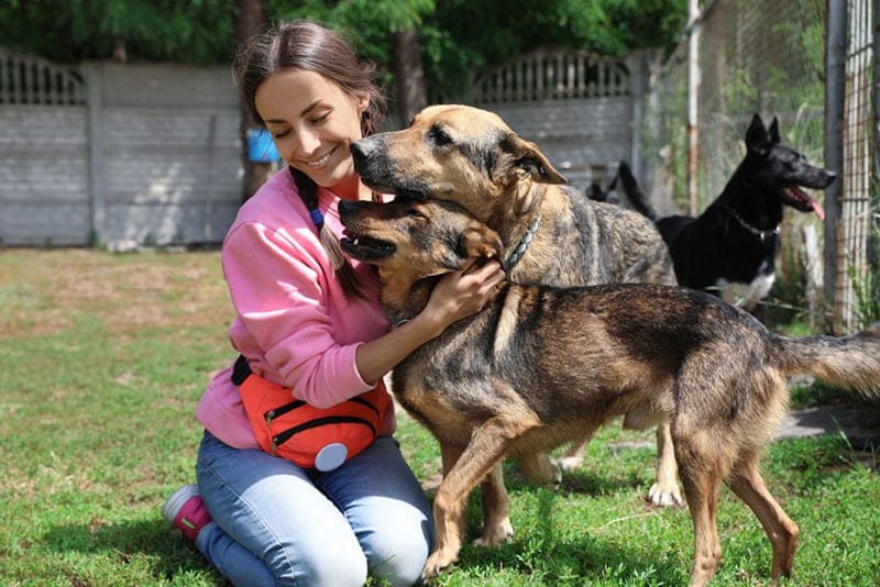 female volunteer with homeless dogs at animal shelter