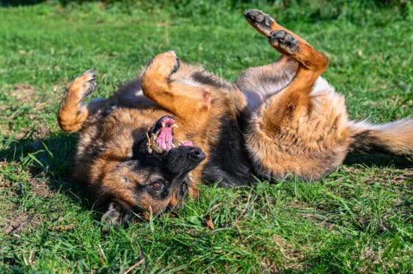 german shepherd dog rolling on the grass
