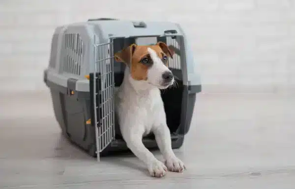 jack russell terrier inside a travel carrier box crate