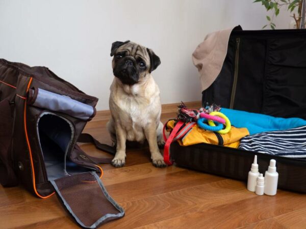pug dog sits near dog carrier and waiting for a travel