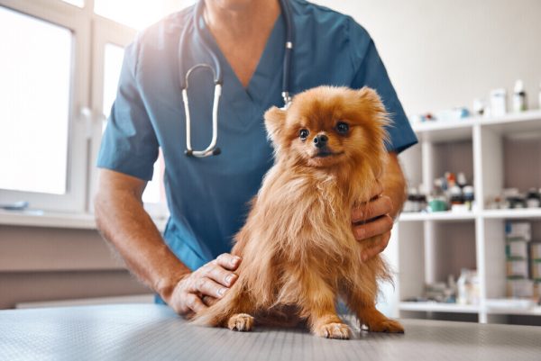 vet holding a puppy