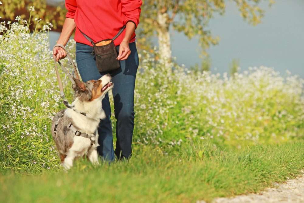 Woman walking a dog with lots of treats