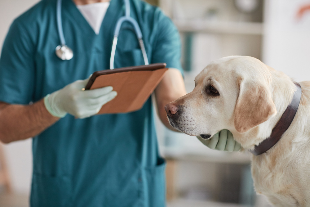 male veterinarian examining labrador retriever dog at vet clinic