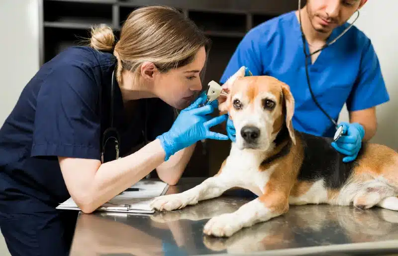 veterinarian using otoscope to check a beagle dog's ear