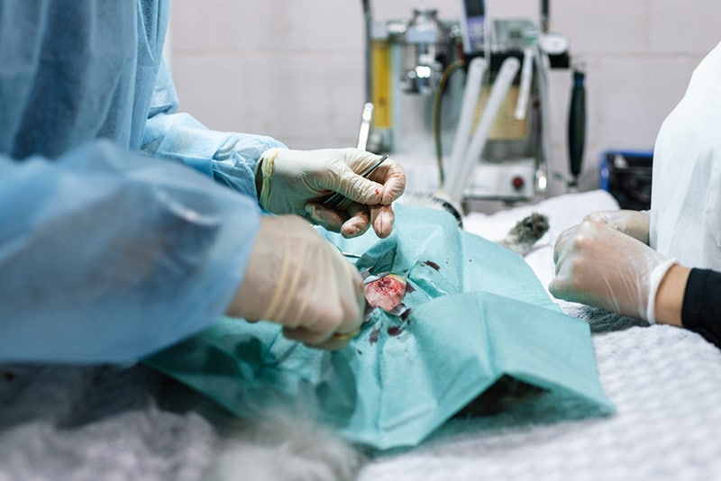 veterinary medical team performing an operation. spaying and neutering surgery