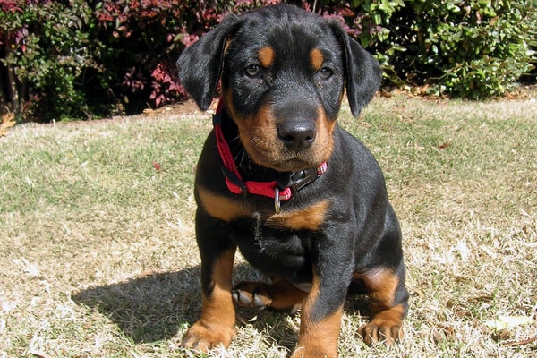 doberman black puppy