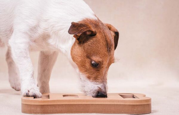 Dog playing sniffing puzzle game for intellectual and nosework training