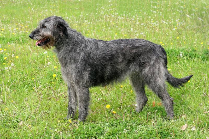 Gray Irish Wolfhound dog in a spring garden