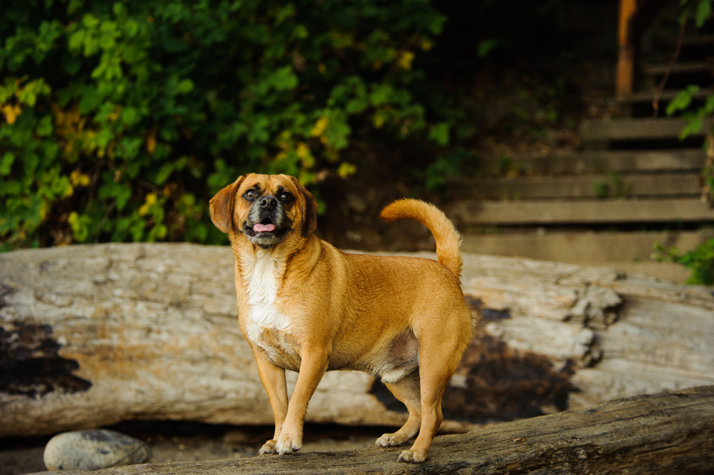 Puggle dog outdoors