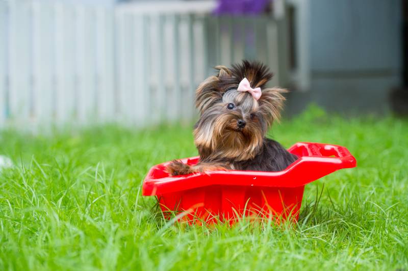 Teacup yorkshire terrier dog on fields