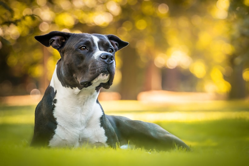 american staffordshire terrier dog lying on grass
